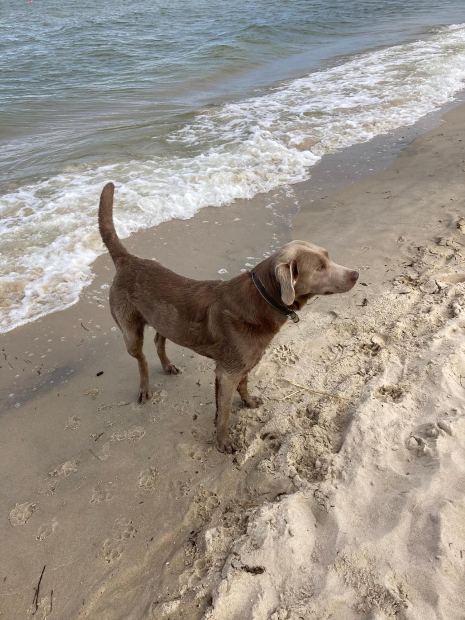 Reet Am Strand Mit Hund Karlshagen Exterior foto