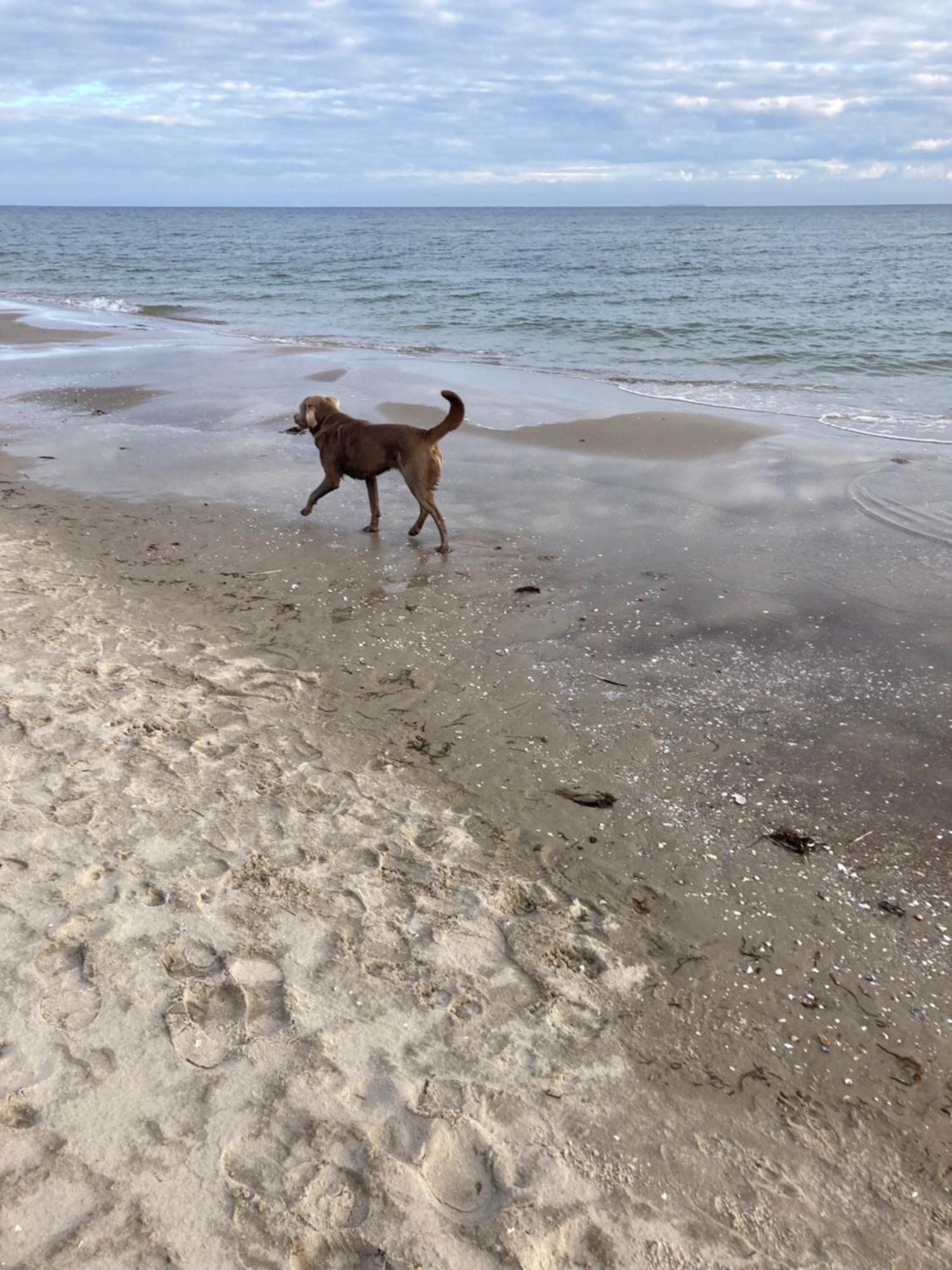 Reet Am Strand Mit Hund Karlshagen Exterior foto
