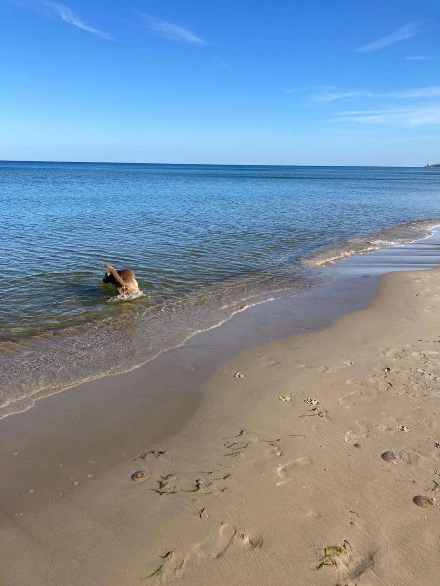 Reet Am Strand Mit Hund Karlshagen Exterior foto
