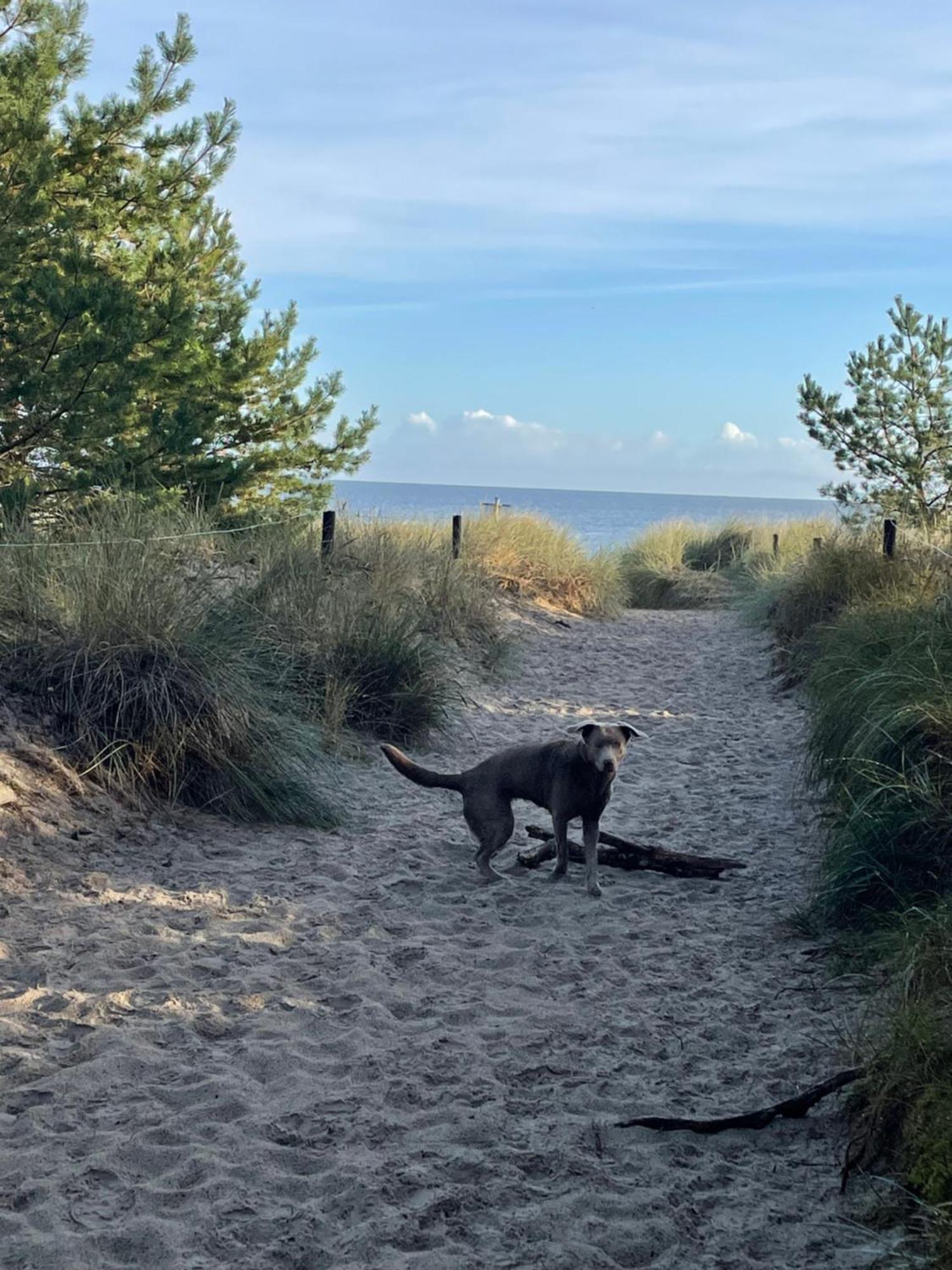 Reet Am Strand Mit Hund Karlshagen Exterior foto